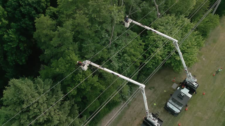 Best Hazardous Tree Removal  in Carroll, IA